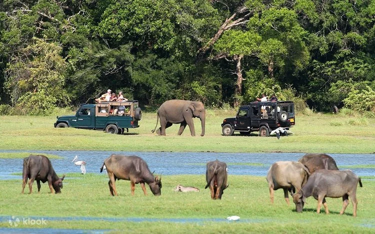 Minneriya National Park Safari