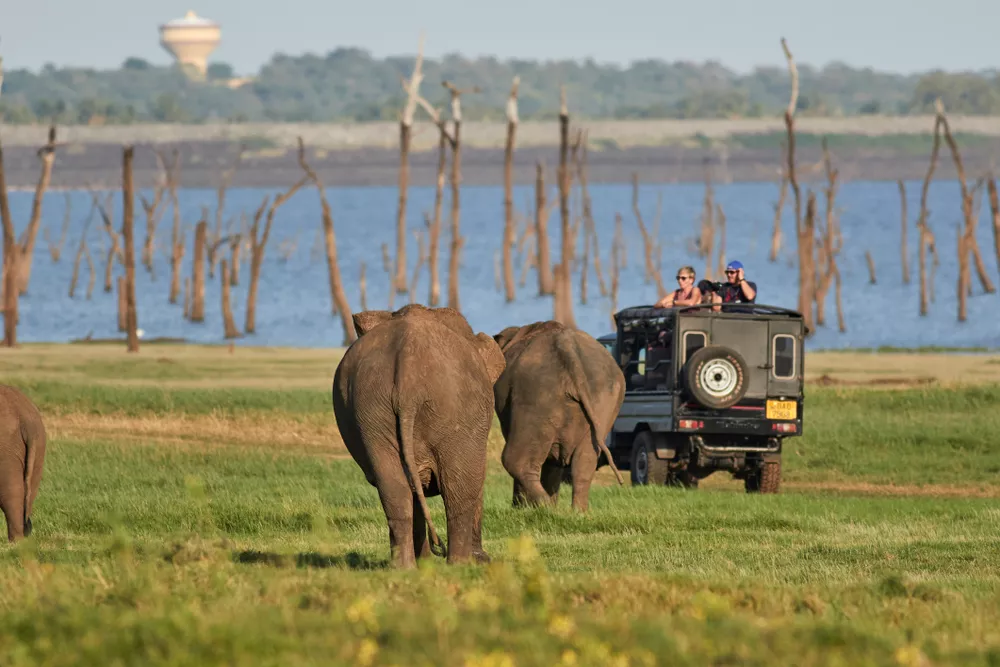 Kaudulla National Park Elephant Safari
