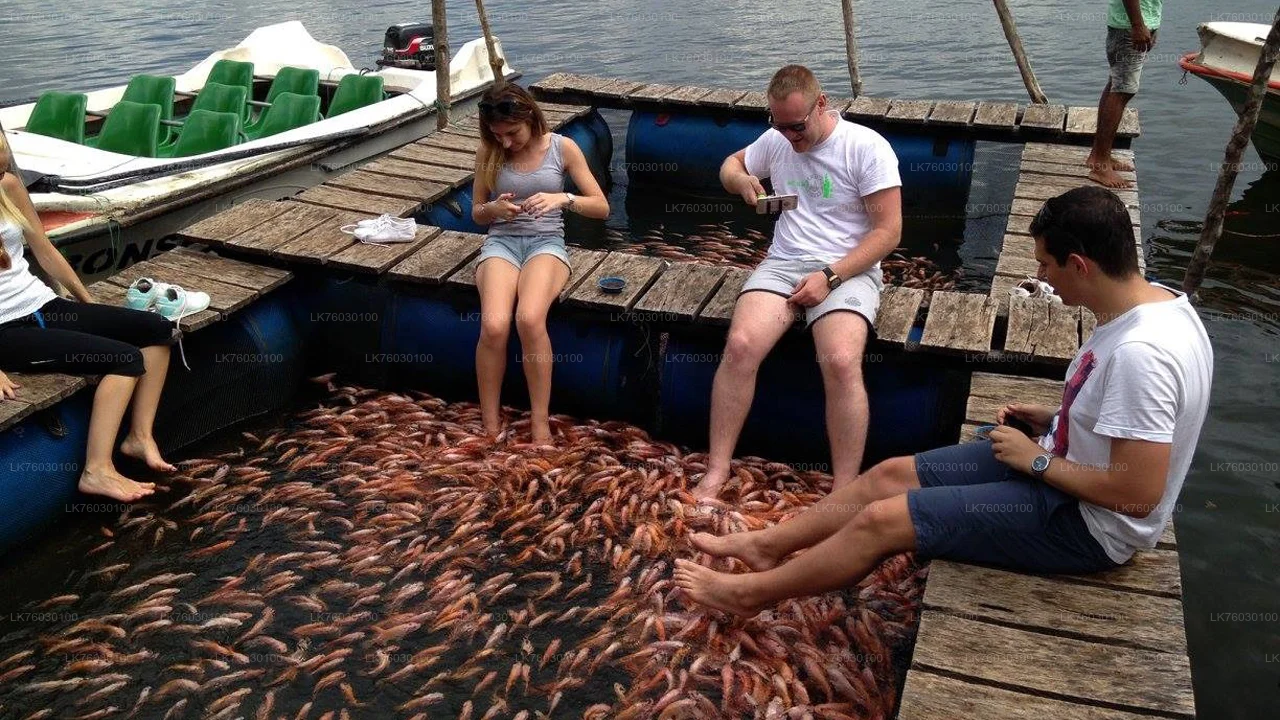 Mangrove Tunnel & Fish Therapy