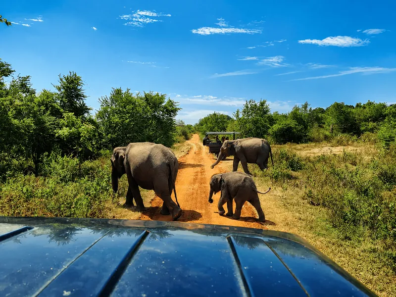 Elephant Transit Home & Feeding Visit
