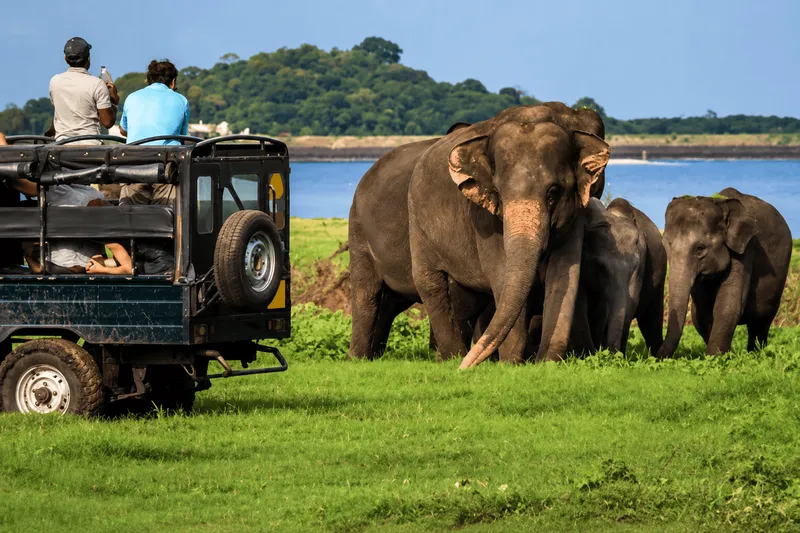 Yala Safari Open Jeep Adventure